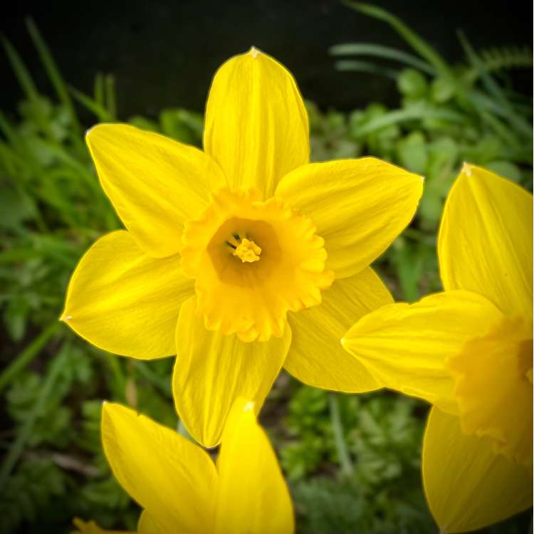 Narciss ‘Dutch Master’